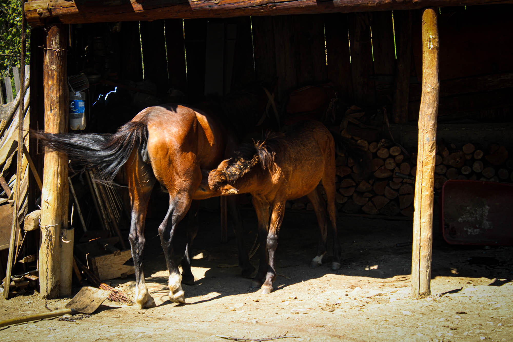 Horses in Latali