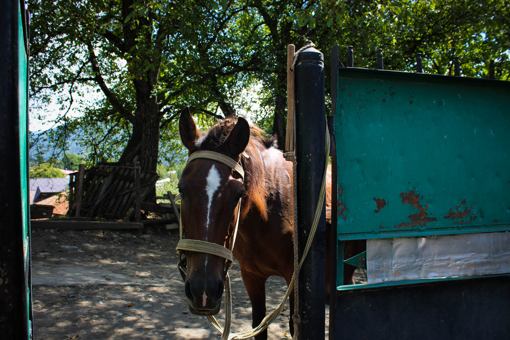 Horses in Latali
